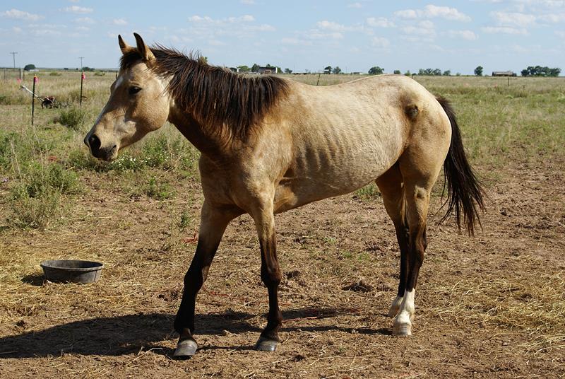 Equine Ulcers The Whole Horse Veterinary Clinic / Central Texas Equine